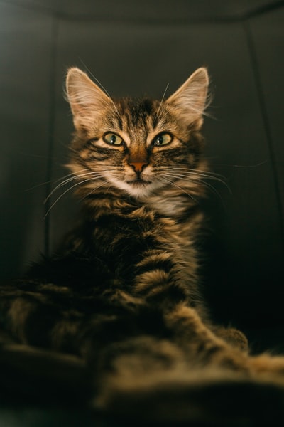 灰阶摄影中的褐斑猫